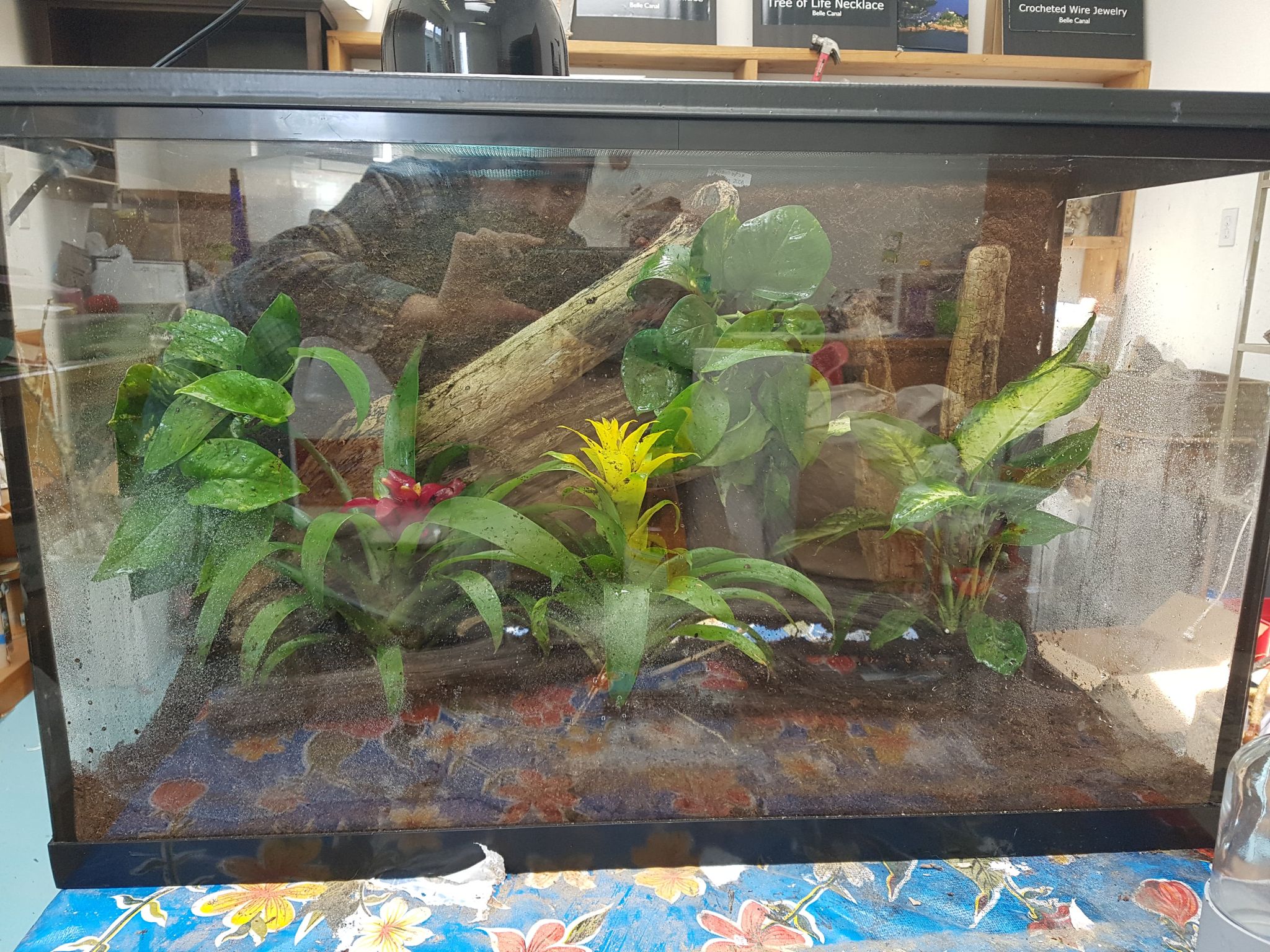 tropical vivarium